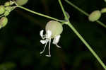 Balkan catchfly